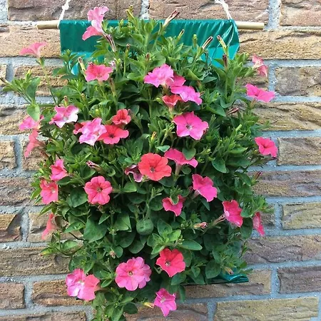 Hébergement de vacances Zomerhuis Hilster-koper *